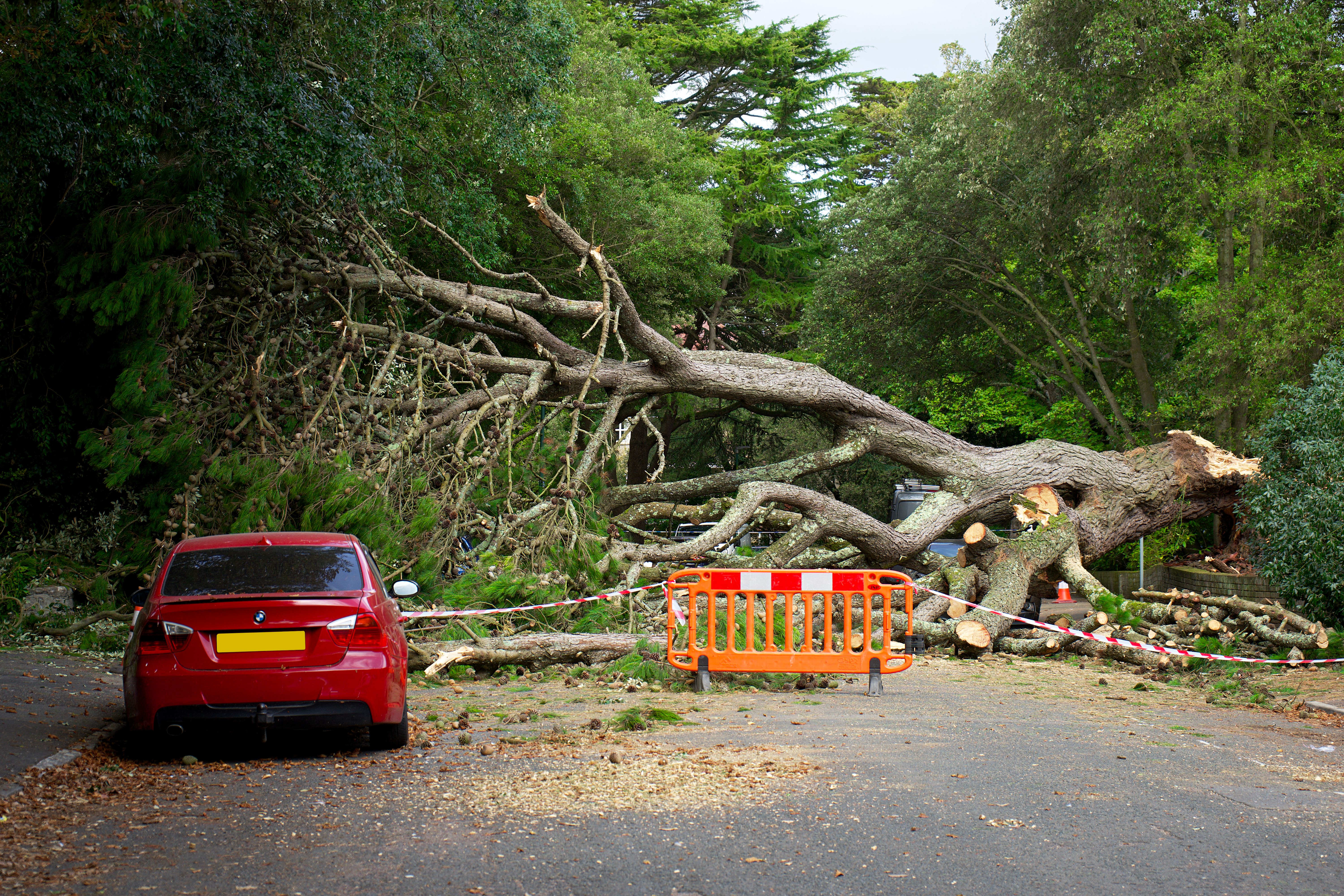Emergency Tree Service