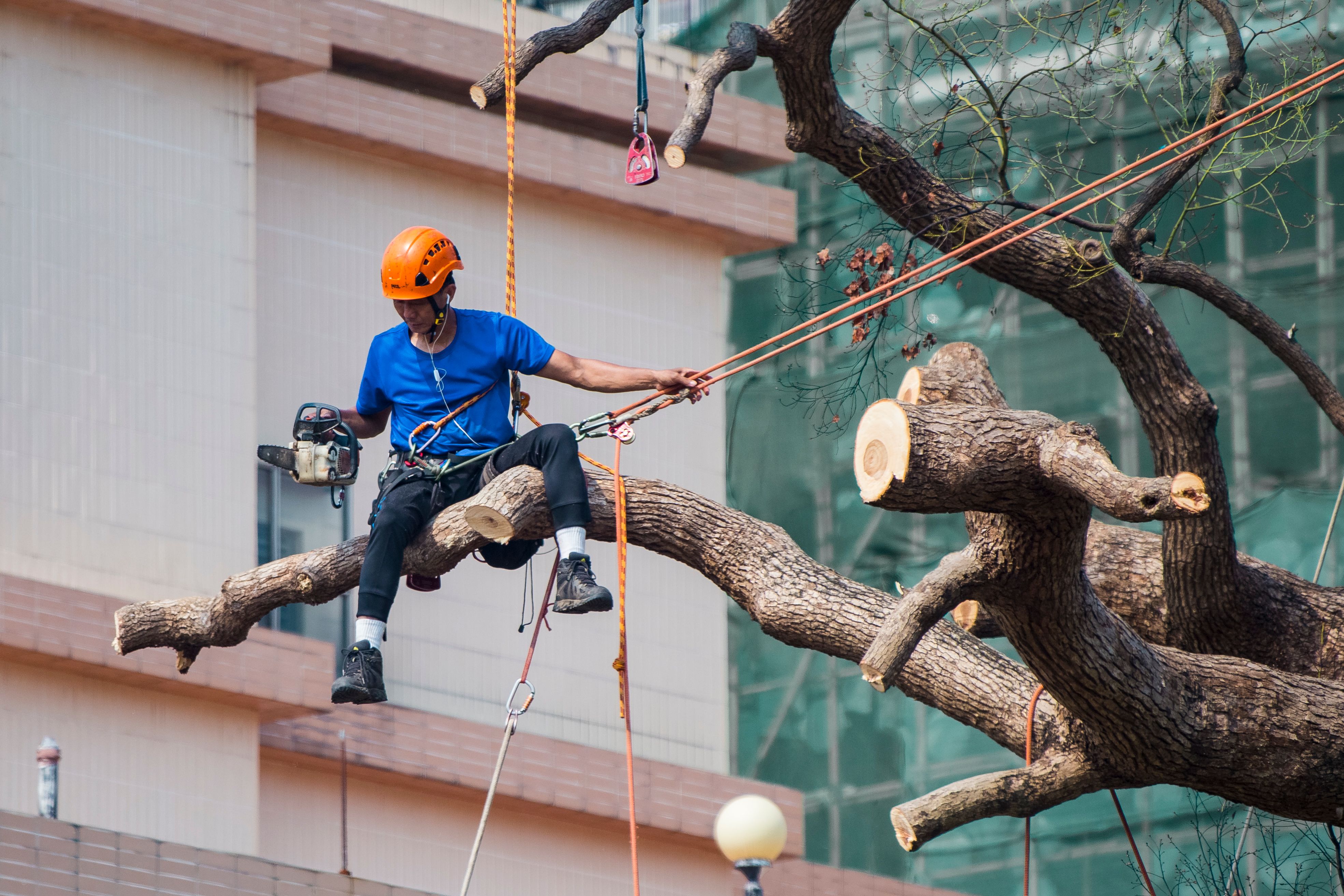 Residential Tree Service
