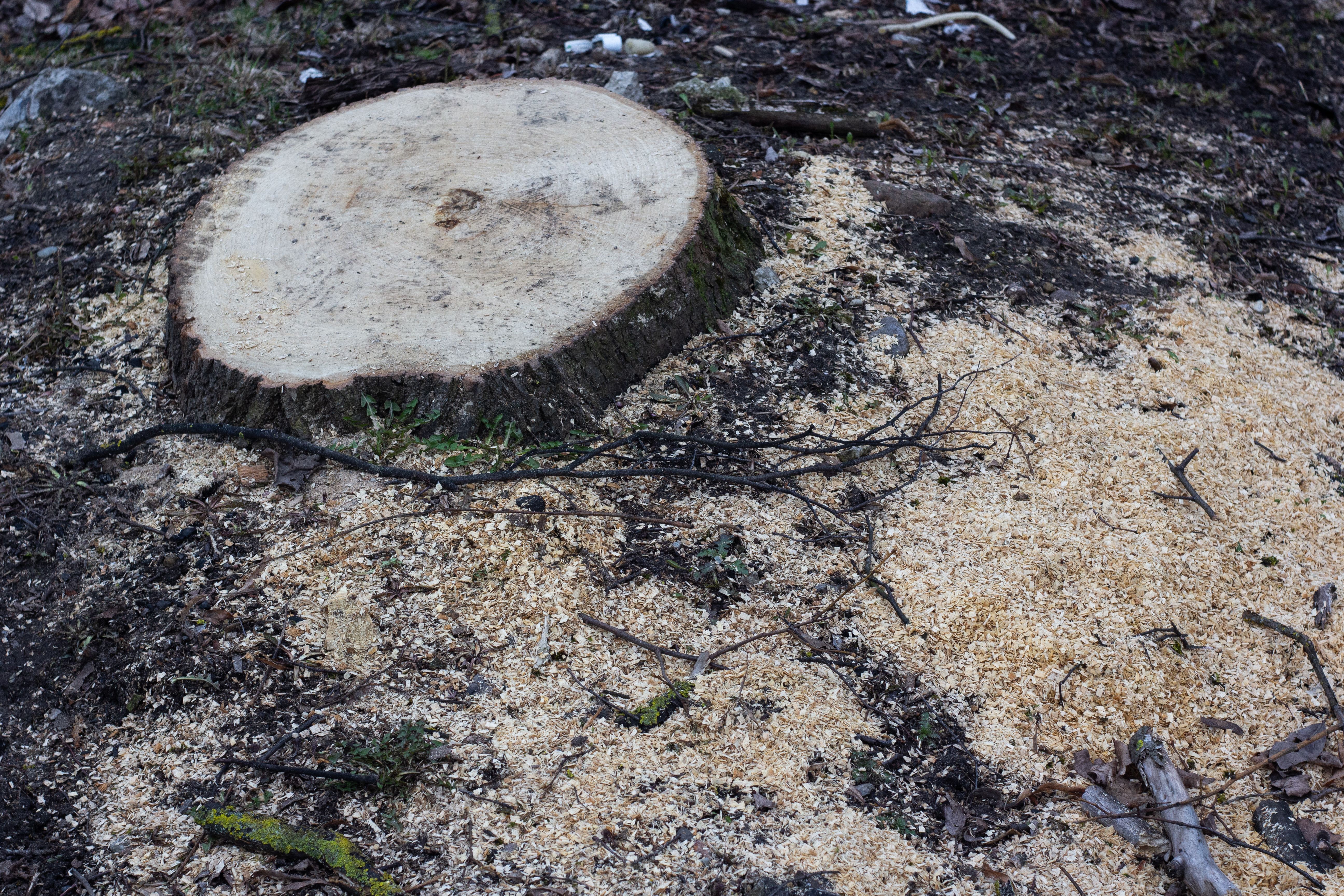 Stump Grinding