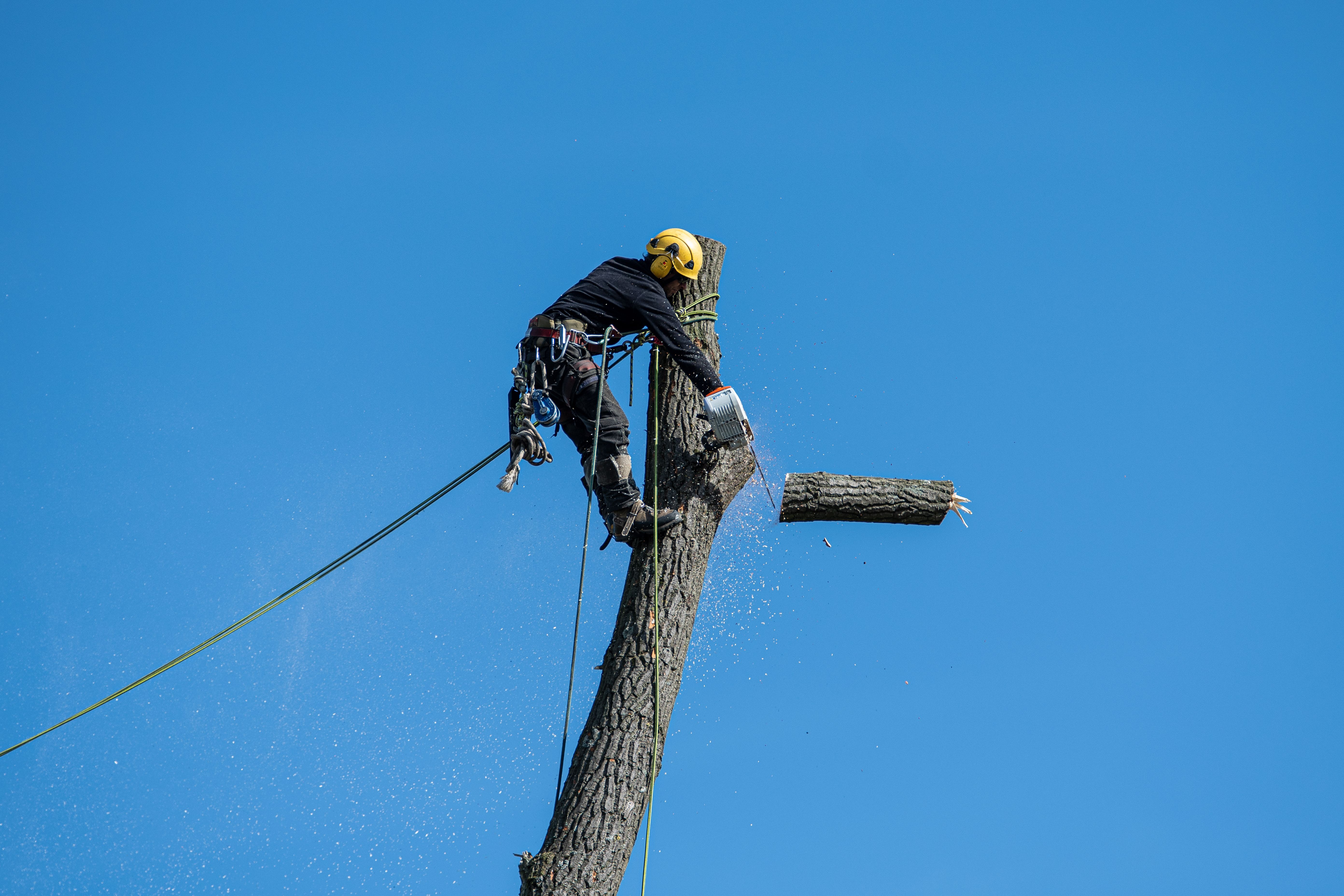 Tree Cutting