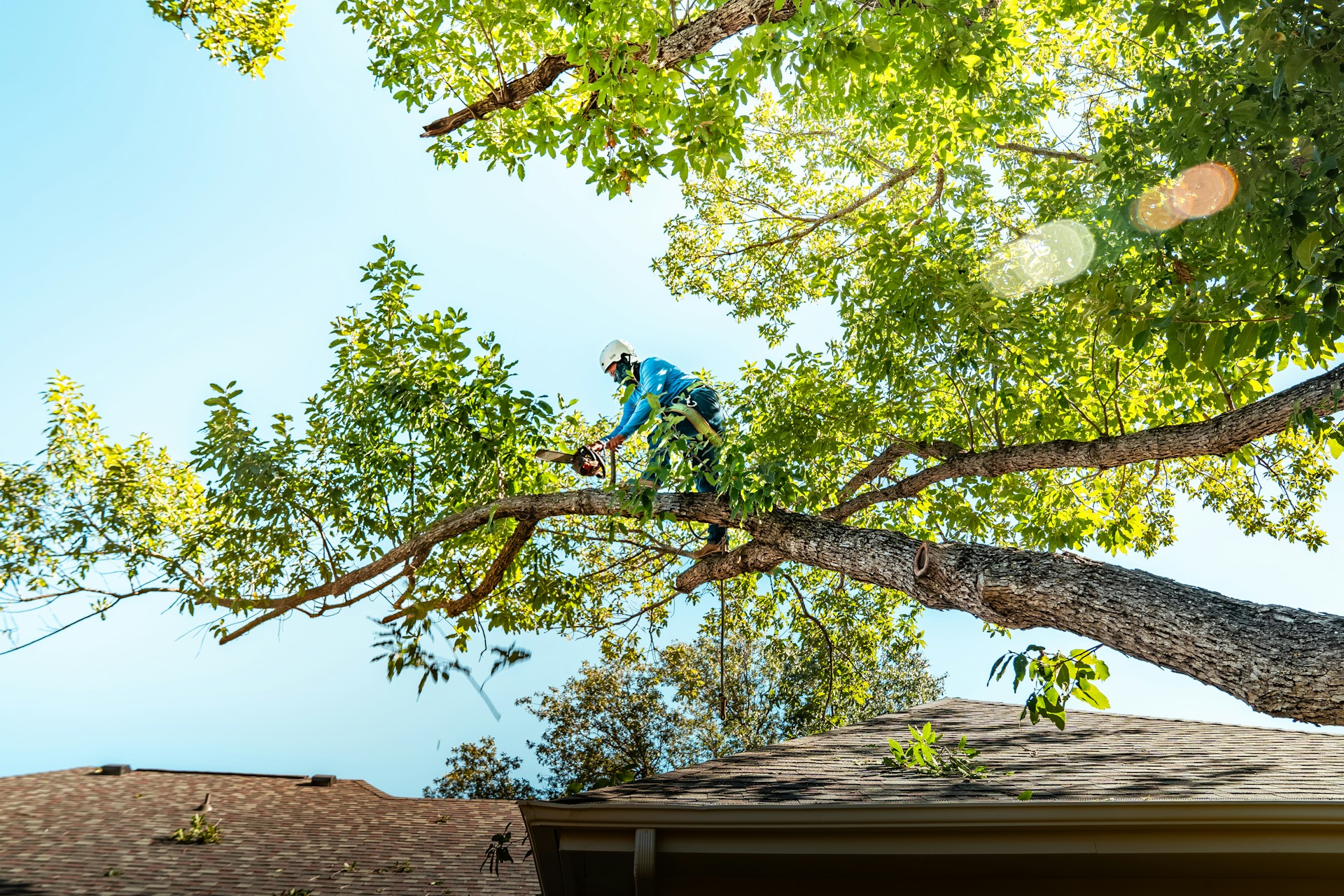 Tree Service Louisville, KY